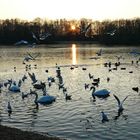 Sonnenuntergang am Jröne Märken in Neuss