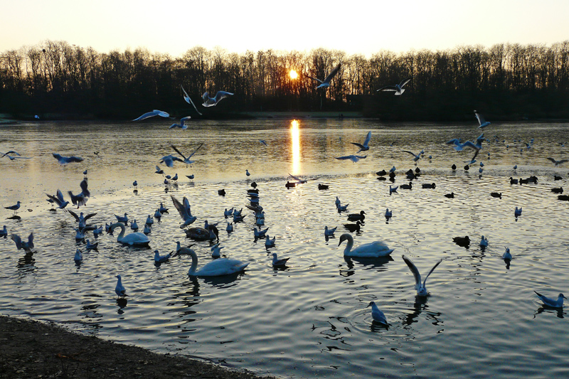 Sonnenuntergang am Jröne Märken in Neuss