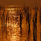 Sonnenuntergang am Kariba-See, Matusadona NP, 22.09.2019.