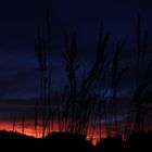 Sonnenuntergang am Kornfeld