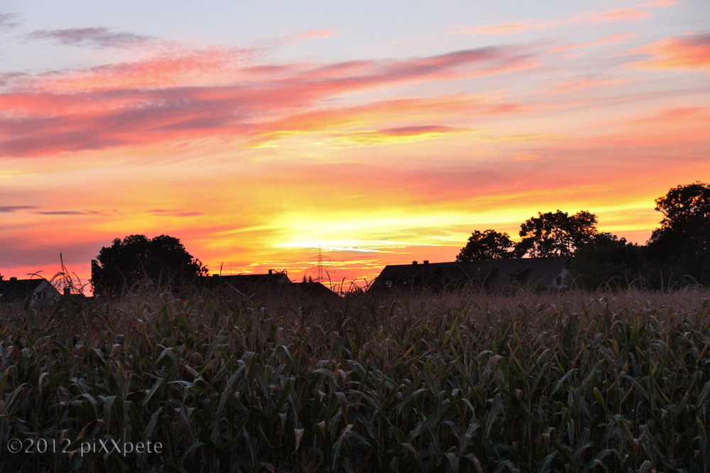 Sonnenuntergang am Maisfeld