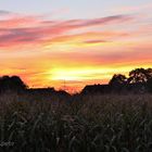 Sonnenuntergang am Maisfeld