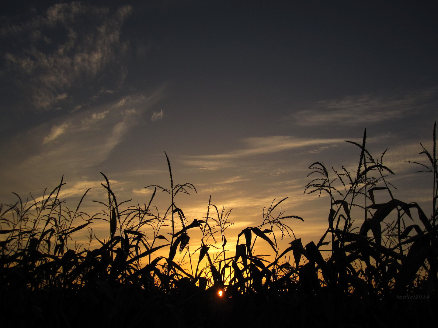 Sonnenuntergang am Maisfeld