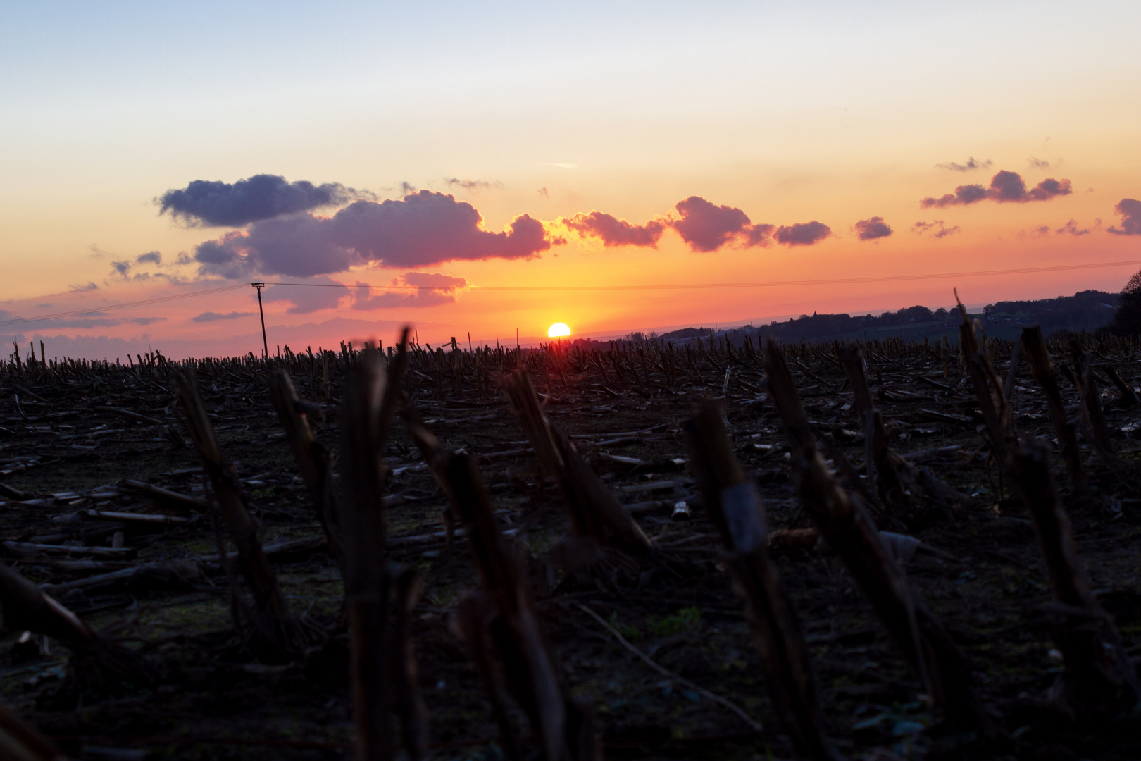 Sonnenuntergang am Maisfeld