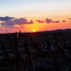 Sonnenuntergang am Maisfeld