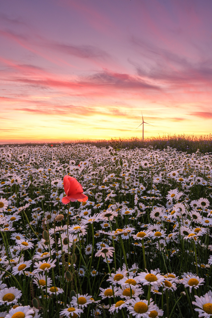 Sonnenuntergang am Margeritenfeld