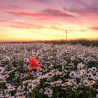 Sonnenuntergang am Margeritenfeld