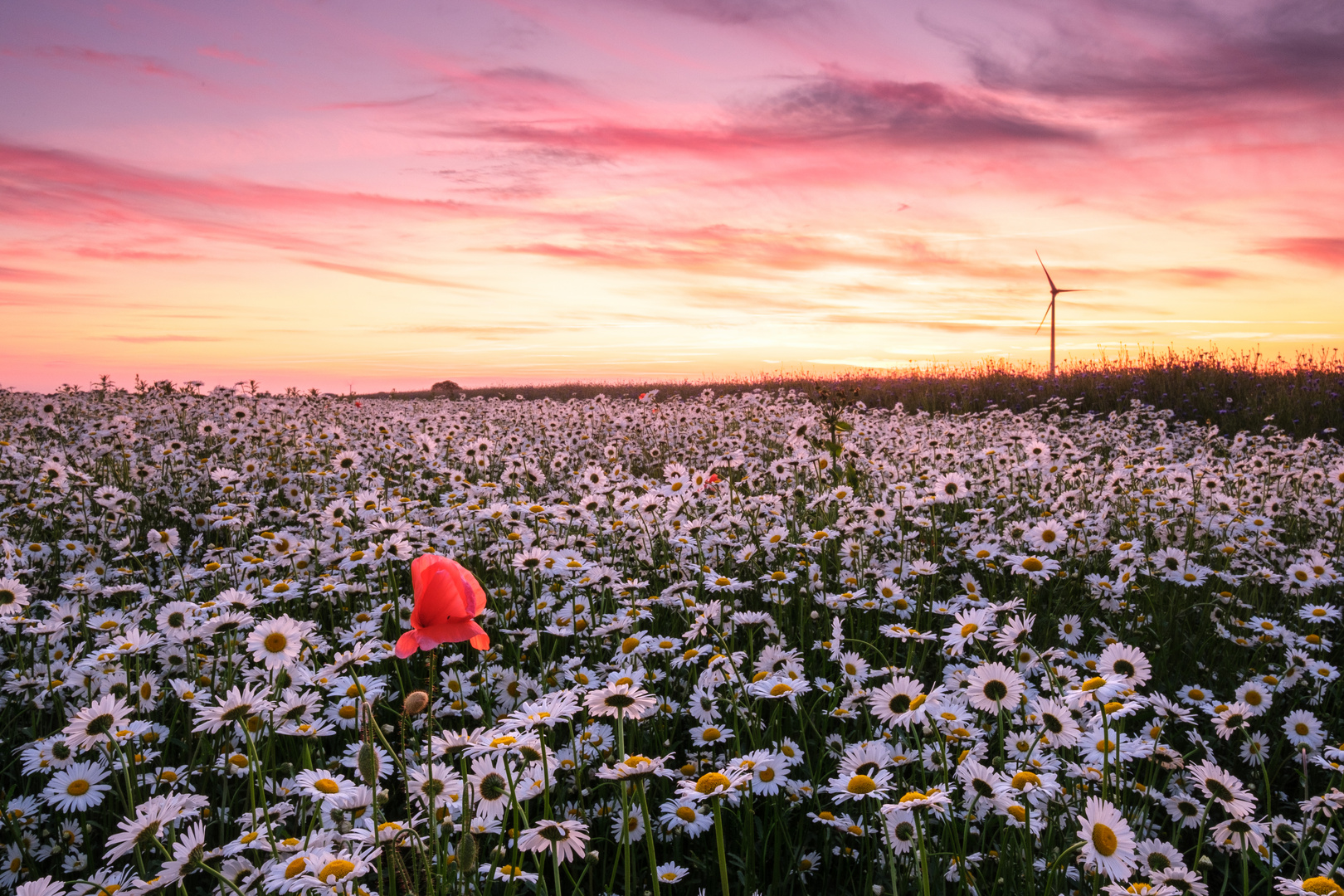 Sonnenuntergang am Margeritenfeld mit Klatschmohn und Windrad