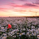 Sonnenuntergang am Margeritenfeld mit Klatschmohn und Windrad