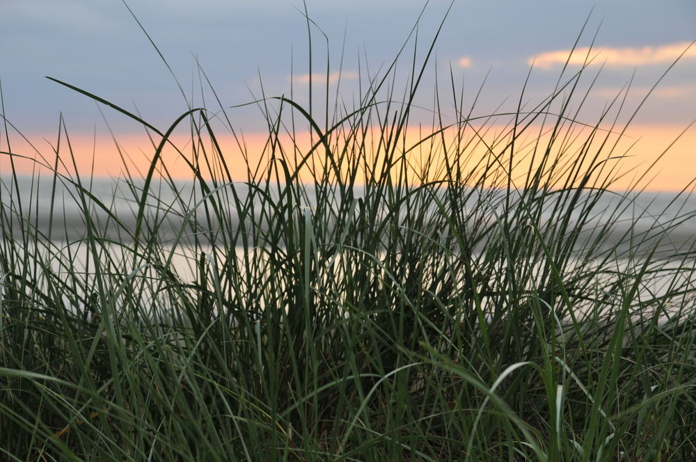 Sonnenuntergang am Meer beobachtet durch das Seegras