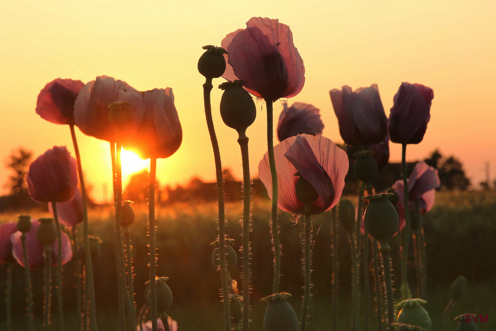 Sonnenuntergang am Mohnfeld