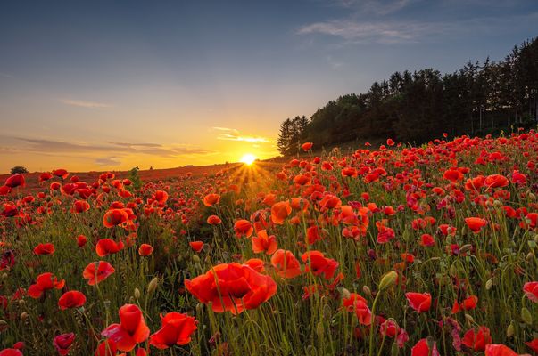 Sonnenuntergang am Mohnfeld