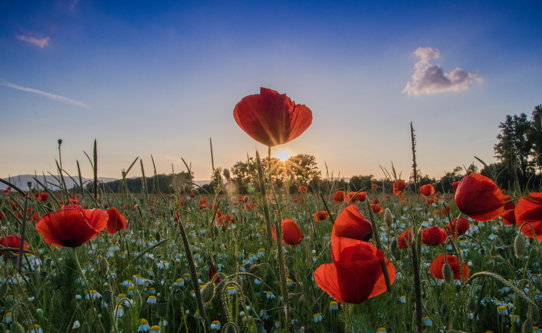 Sonnenuntergang am Mohnfeld