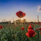 Sonnenuntergang am Mohnfeld