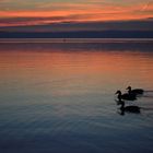 Sonnenuntergang am Neusiedler See