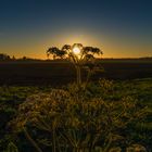 Sonnenuntergang am Niederrhein