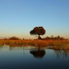 Sonnenuntergang am OKavango