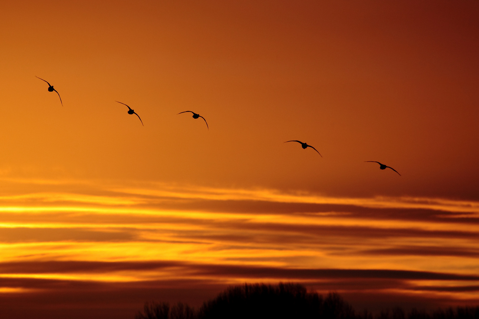 Sonnenuntergang am Ooijpolder