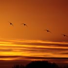 Sonnenuntergang am Ooijpolder