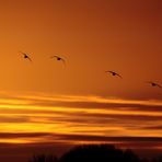 Sonnenuntergang am Ooijpolder