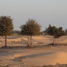 Sonnenuntergang am Rand der Wüste