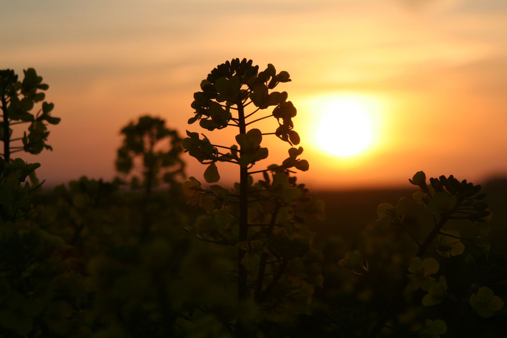 Sonnenuntergang am Rapsfeld