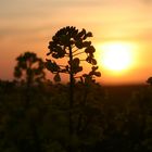 Sonnenuntergang am Rapsfeld