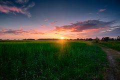 Sonnenuntergang am Reisfeld