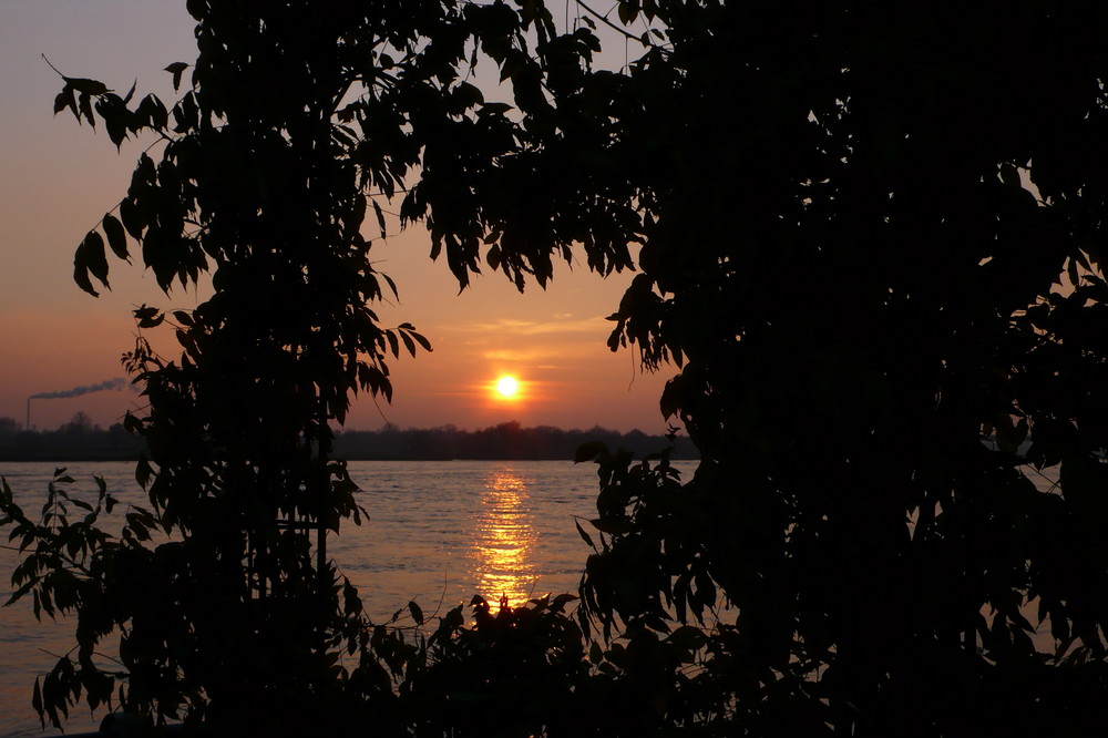 Sonnenuntergang am Rhein