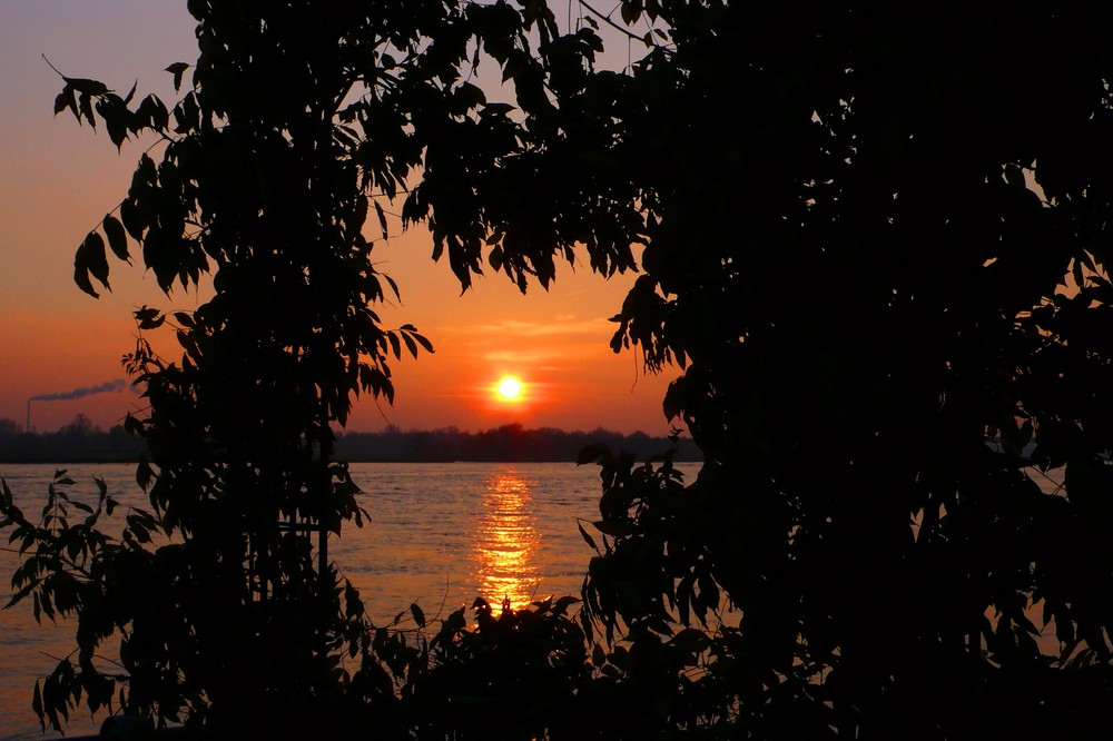 Sonnenuntergang am Rhein - 2