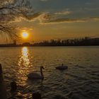 Sonnenuntergang am Rhein 25.03.2020