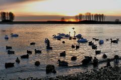 Sonnenuntergang am Rhein