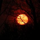 Sonnenuntergang am Rhein