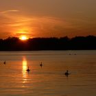 Sonnenuntergang am Rhein