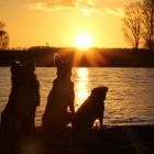 Sonnenuntergang am Rhein