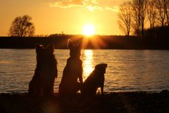 Sonnenuntergang am Rhein