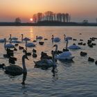 Sonnenuntergang am Rhein in Leverkusen-Hitdorf