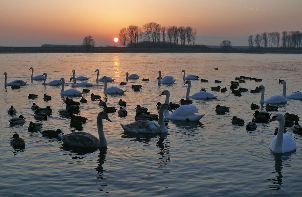 Sonnenuntergang am Rhein in Leverkusen-Hitdorf