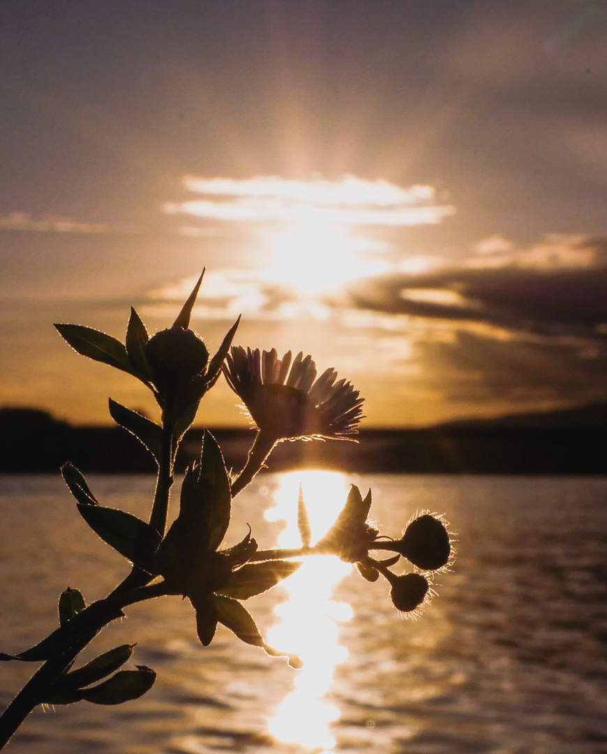 Sonnenuntergang am Rhein in Wiesbaden 