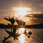 Sonnenuntergang am Rhein in Wiesbaden 