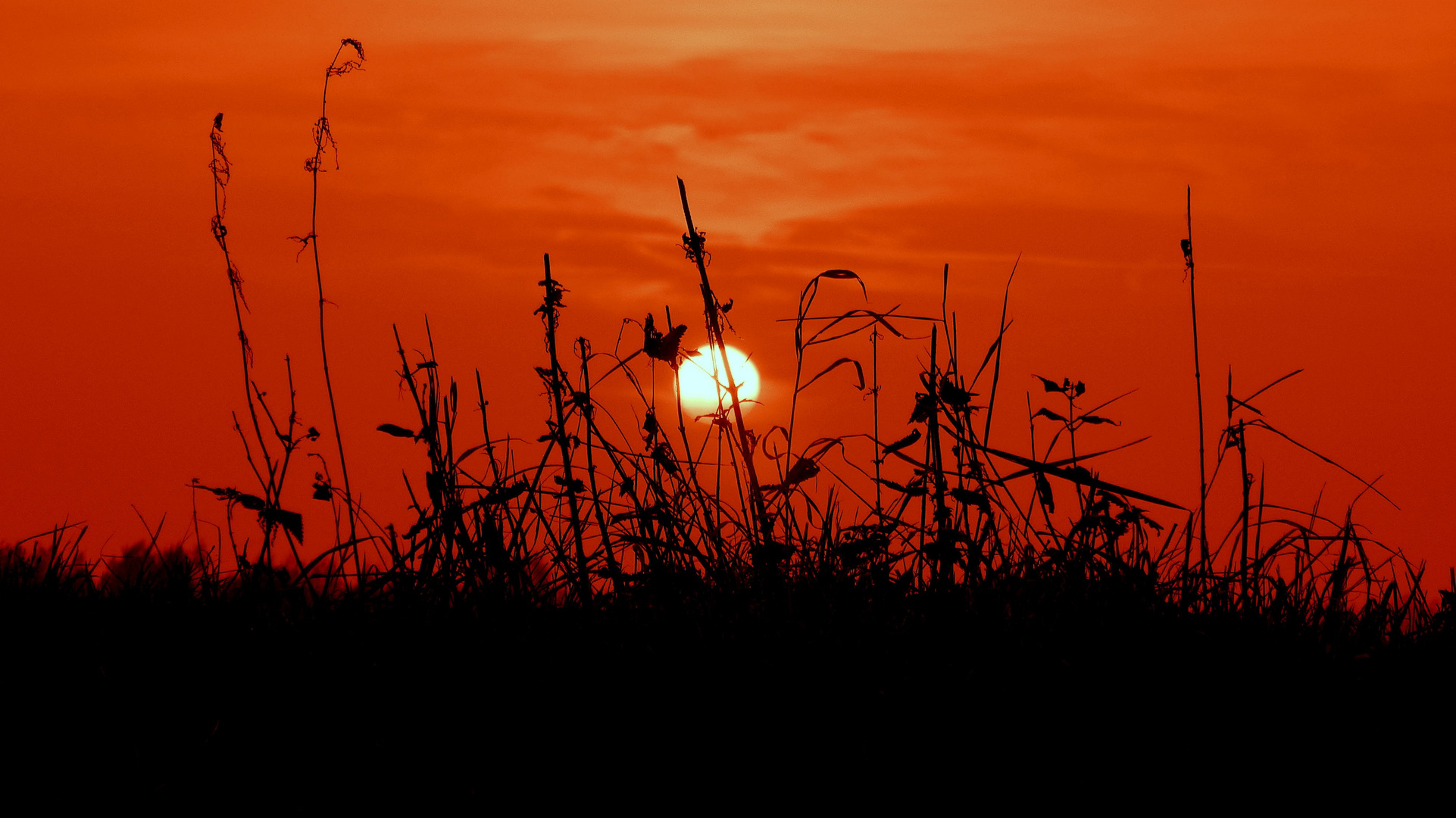 Sonnenuntergang am Rheindeich