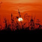 Sonnenuntergang am Rheindeich