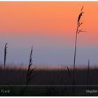 Sonnenuntergang am Ringkøbing Fjord #3