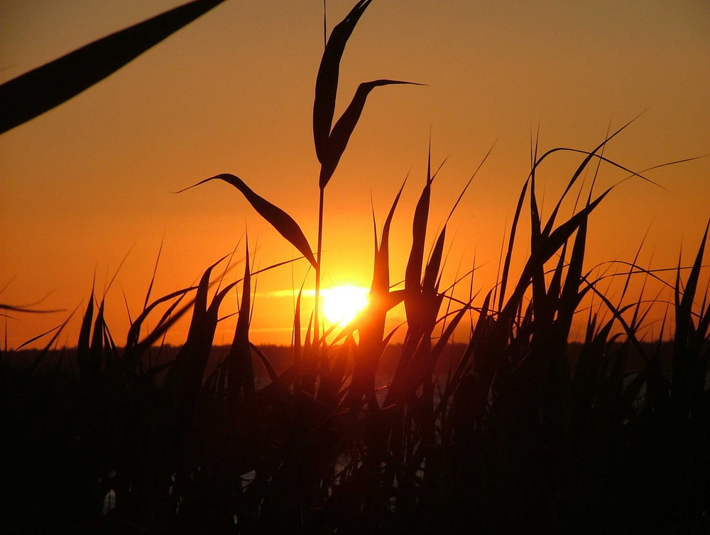 Sonnenuntergang am Saaler Bodden