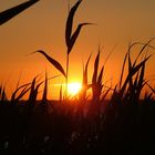 Sonnenuntergang am Saaler Bodden