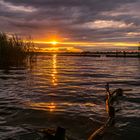 Sonnenuntergang am Schilfsaum des Müggelsees