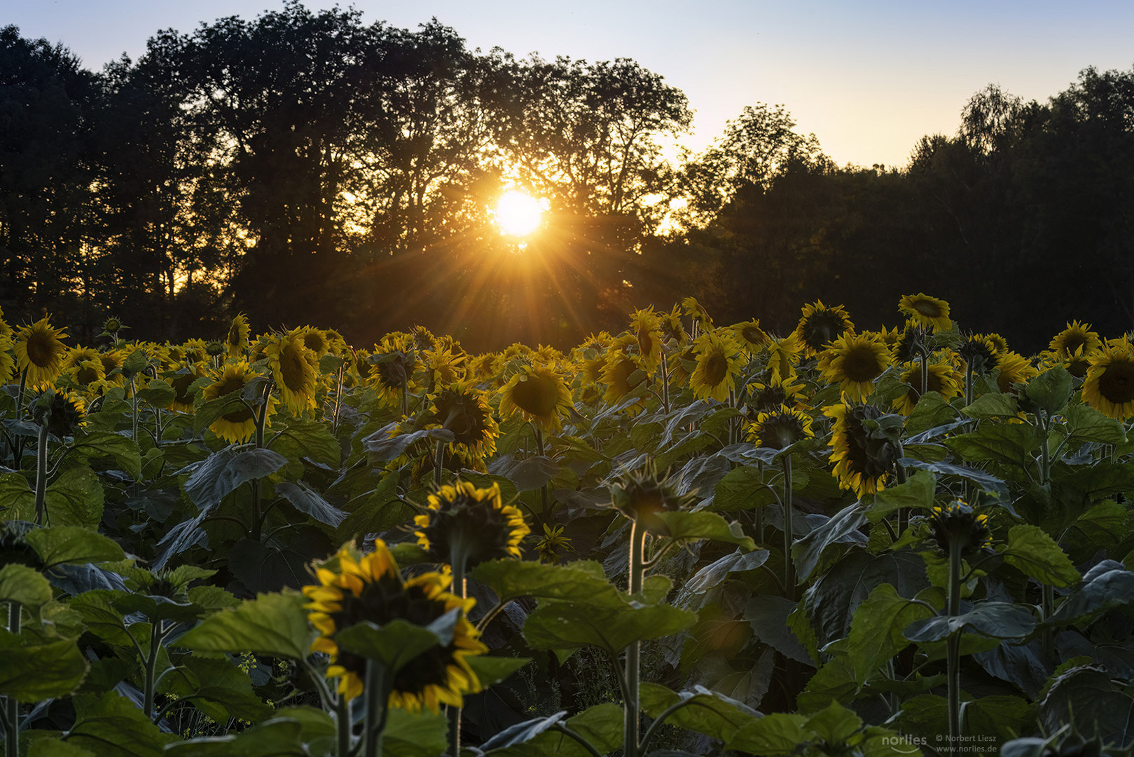 Sonnenuntergang am Sonnenblumenfeld