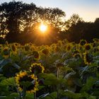 Sonnenuntergang am Sonnenblumenfeld