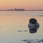 Sonnenuntergang am Steinhuder Meer