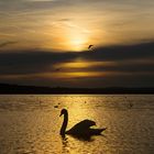 Sonnenuntergang am Steinhuder Meer